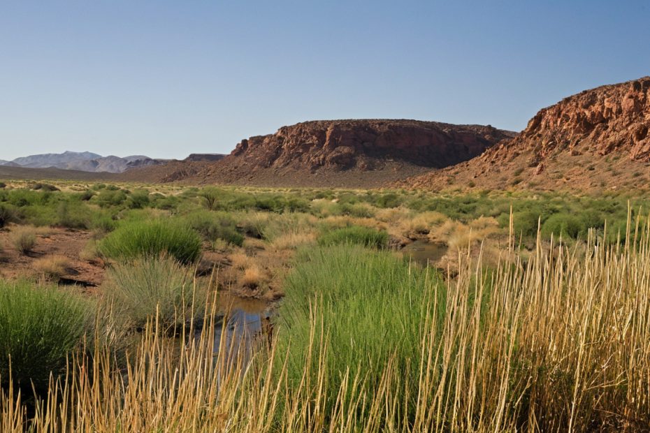 Conservation reference image: A desert garden saves water only when the proposed plant area, plant type, and irrigation system fit the local water budget